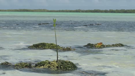Young-mangrove-sapling-growing-in-shallow-tropical-waters-with-coral-reefs-under-overcast-skies,-symbolizing-resilience-and-nature's-persistence