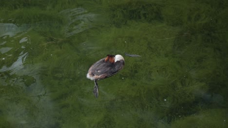 Fowl-bird-appears-to-be-fast-asleep-gently-moving-along-water-surface