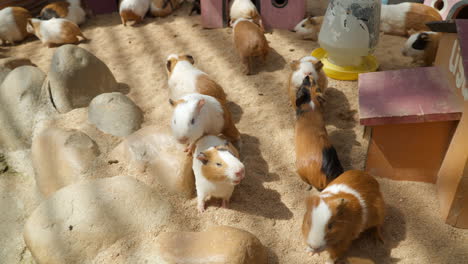 Family-of-Domestic-Guinea-Pigs-in-Barn-Resting-by-Small-Wooden-Houses