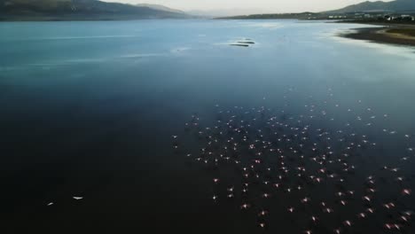 Flock-of-flamingos-on-a-lagoon-estuary-flying-and-landing-in-shallow-water