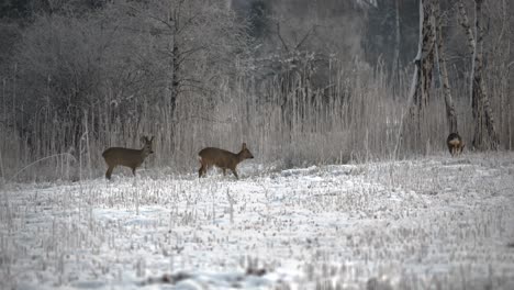 Group-of-deer-graze-skittish-in-snow-covered-grassy-plains-on-forest-edge