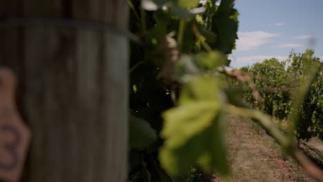 Embrace-the-picturesque-allure-of-a-sunny-New-Zealand-vineyard-through-this-stock-footage,-where-vibrant-leaves-create-a-mesmerizing-dance,-capturing-the-essence-of-serene-beauty