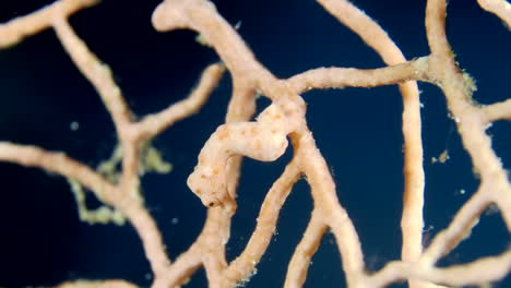 Un-Pequeño-Caballito-De-Mar-Pigmeo-Escondido-En-La-Rama-De-Coral-Gorgonias
