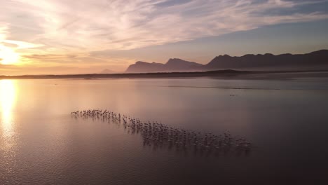 Flock-of-flamingoes-on-a-lagoon-at-sunset-with-mountains-in-the-distance