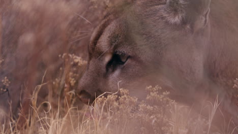 Female-lion-laying-in-tall-grass-eating---close-up-on-face