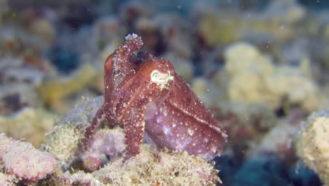 A-little-cuttlefish-underwater