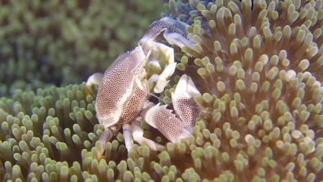 Little-crab-crawling-on-sea-anemone