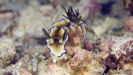 A-colorful-sea-slug-underwater