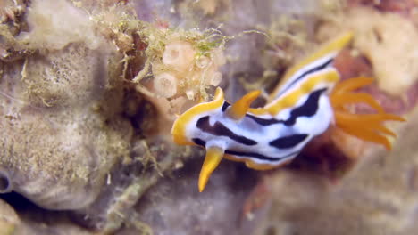 A-colorful-sea-slug-underwater