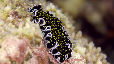 A-colorful-sea-worm-underwater