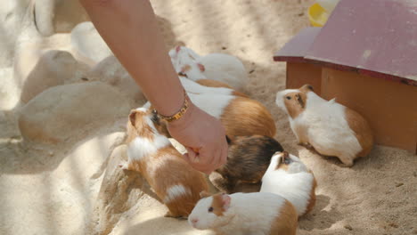 Farmer's-Hand-Feeding-Domestic-Guinea-Pigs,-One-Cuy-Bite-Carrot-Stick-and-Being-Lifted-Up-in-Slow-Motion