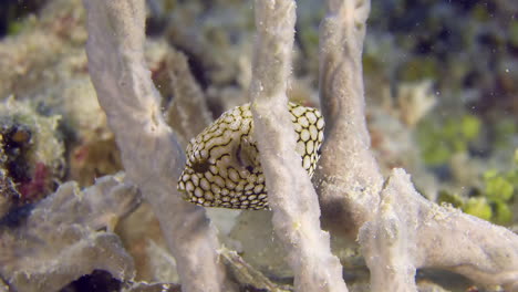 Eine-Nahaufnahme-Eines-Kleinen-Tropischen-Kofferfisches,-Der-Sich-In-Korallenzweigen-Versteckt
