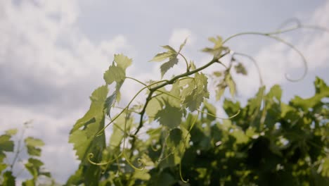 Glimpse-the-vibrant-tapestry-of-a-New-Zealand-vineyard-bathed-in-sunlight,-as-leaves-dance-in-the-gentle-breeze—an-exquisite-stock-footage-capture-of-nature's-harmony
