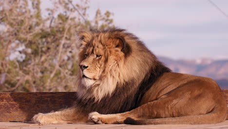 Lion-laying-down-relaxing-in-setting-sun-with-mountains-in-background---wide-shot