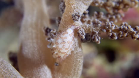 A-close-up-of-little-sea-snail-Margarita-Egg-Cowrie