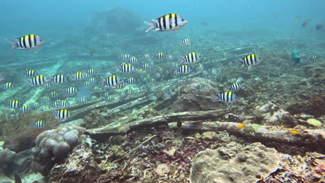 Underwater-seascape-with-striped-fish,-pier-poles-and-corals