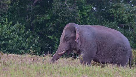 Bewegen-Seines-Rüssels,-Während-Er-Nach-Links-Blickt,-Während-Die-Kamera-Herauszoomt,-Indischer-Elefant-Elephas-Maximus-Indicus,-Thailand