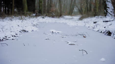 Winterwald,-Schnee-Und-Raureif-Auf-Den-Bäumen,-Winter