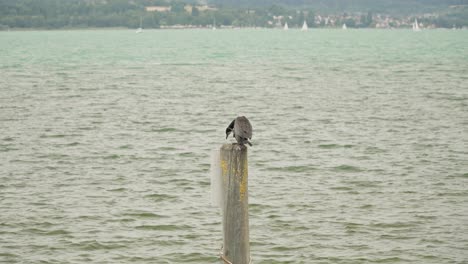 Cormorant-bird,-dark-and-sleek,-stands-on-top-of-weathered-isolated-pole