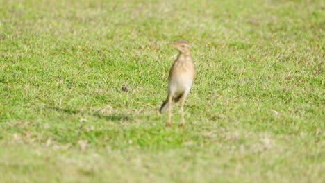 Paddyfield-Pipit-or-Oriental-Pipit-Runs-Through-Green-Grass-Lawn-Stops-and-Stares-Around