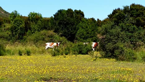 Cattle-walking-over-a-flower-field-in-Tepuhueico-Park,-in-sunny-Cucao,-Chilo?