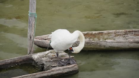 Swan,-with-its-long-neck-and-snowy-plumage,-delicately-preens-itself