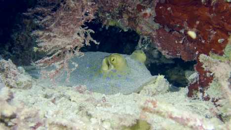 Stingray-at-the-bottom-of-the-sea