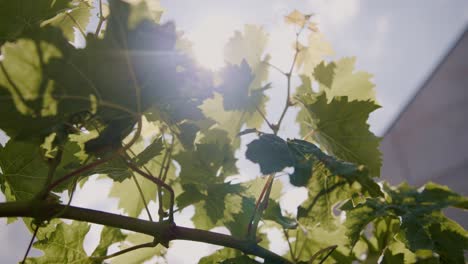 Sun-drenched-vineyard-leaves-in-New-Zealand-sway-gracefully,-a-captivating-stock-footage-moment-encapsulating-the-beauty-of-nature's-choreography-on-a-radiant-day