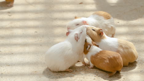 Funny-Group-of-Domestic-Guinea-Pigs-or-Cuys-Fighting-For-Food