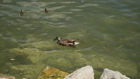 Ente-Und-Ihre-Jungen-Paddeln-Mit-Charmanter-Koordination-Durch-Das-Wasser