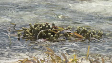Seaweed-clusters-swaying-in-clear-shallow-river-water,-with-sunlight-reflecting-on-the-surface