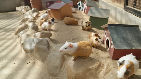 Group-of-Domestic-Guinea-Pigs-Waiting-for-Feeding-Resting-By-Wooden-Houses-at-Mongo-Land-Petting-Zoo,-Da-Lat,-Vietnam