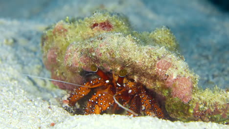Kleine-Krabbe-Versteckt-Sich-Im-Sandigen-Meeresboden
