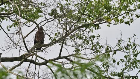 Camera-sliding-form-the-left-to-the-right-revealing-this-eagle-resting-behind-branches,-Crested-Serpent-Eagle-Spilornis-cheela,-Thailand