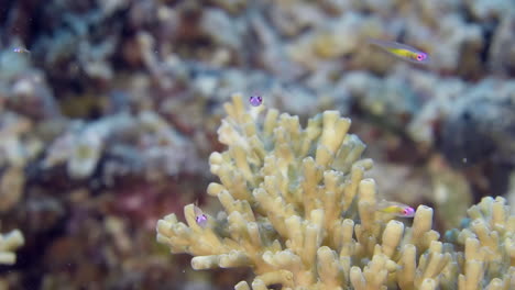 Ein-Kleiner-Grundelfisch,-Der-Um-Weiße-Korallen-Herumflattert