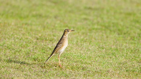 Paddyfield-Pipit-or-Oriental-Pipit-Perched-on-Cut-Green-Grass-Lawn-and-Stares-Looking-Out---profile