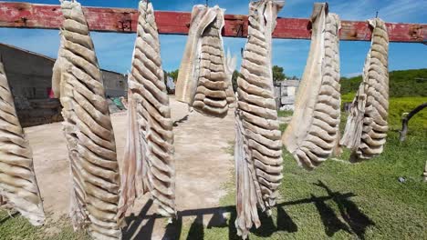 Rows-of-sun-dried-and-salted-shark-meat-hanging-outdoors,-clear-blue-sky,-traditional-preservation
