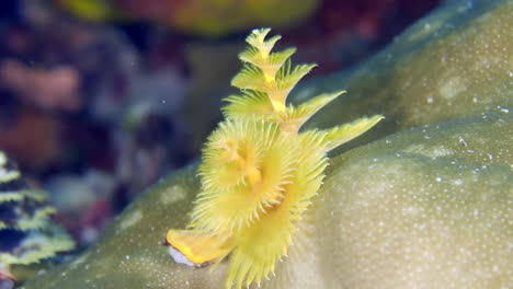 A-colorful-sea-worm-underwater
