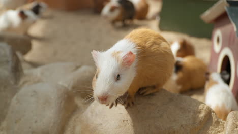Close-up-of-Cute-Domestic-Guinea-Pig-Sitting-On-Stone-at-Petting-Farm