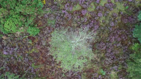 Aerial-rotation-looking-down-over-silver-birch-tree-with-heather-in-bloom