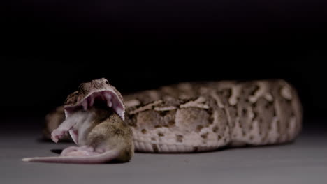 Puff-adder-eating-a-mouser-on-black-background-snake-nature-documentary