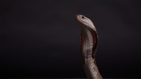 Monokel-Kobra,-Nahaufnahme-Auf-Schwarzem-Hintergrund,-Naturdokumentation