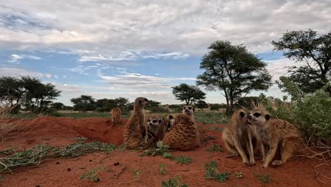 From-a-ground-level-perspective,-witness-the-Meerkat's-endearing-grooming-sessions-and-snug-huddles-at-the-burrow,-showcasing-the-daily-habits-and-social-bonds-of-these-captivating-creatures