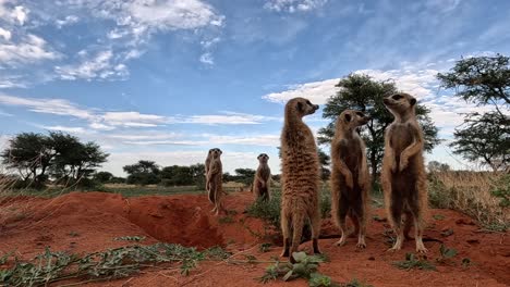GoPro-action-cam-at-ground-level,-observe-as-they-stand-alert,-scanning-their-surroundings-with-keen-eyes,-offering-an-intimate-glimpse-into-the-Meerkat's-vigilant-nature-and-life-in-the-Kalahari