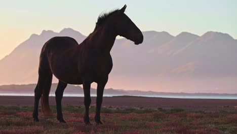 Lone-wild-male-stallion-horse-at-sunset-by-a-lagoon-estuary-with-mountains-in-the-distance-at-sunset