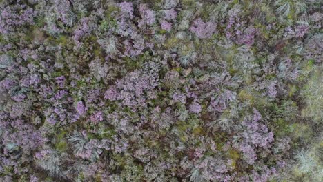 Top-down-aerial-footage-of-heather-in-bloom-in-the-summer