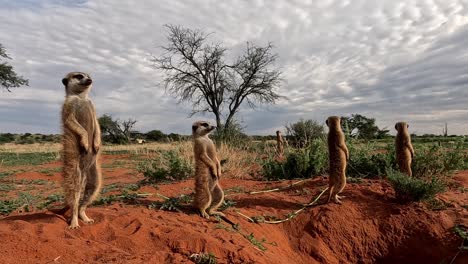 Meerkats-basking-in-the-early-morning-sunshine,-scanning-the-area-intensely-for-danger-in-Southern-Kalahari