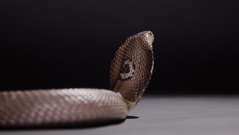 Monocled-cobra-markings-on-back-while-hooded-nature-documentary