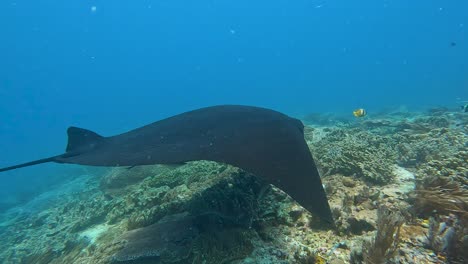 Scuba-diving-with-manta-rays-visiting-natural-habitat-of-coral-reef-cleaning-station-in-popular-destination-of-Raja-Ampat,-West-Papua,-Indonesia