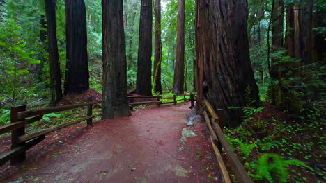 POV-shot-walking-on-a-trail-in-Muir-Woods-National-Monument,-cloudy-day-in-CA,-USA